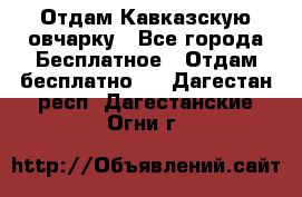 Отдам Кавказскую овчарку - Все города Бесплатное » Отдам бесплатно   . Дагестан респ.,Дагестанские Огни г.